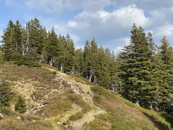 Evergreen Bos Naaldbomen Hellingen Van Het Pilatus Massief Alpiene Dalen — Stockfoto