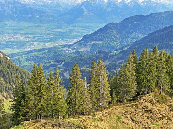 ピラタス山脈の斜面や山の峰の下の高山渓谷で常緑樹や針葉樹の木 アルパチ オバルデンのカントン スイス カントン オバルデン スイス — ストック写真