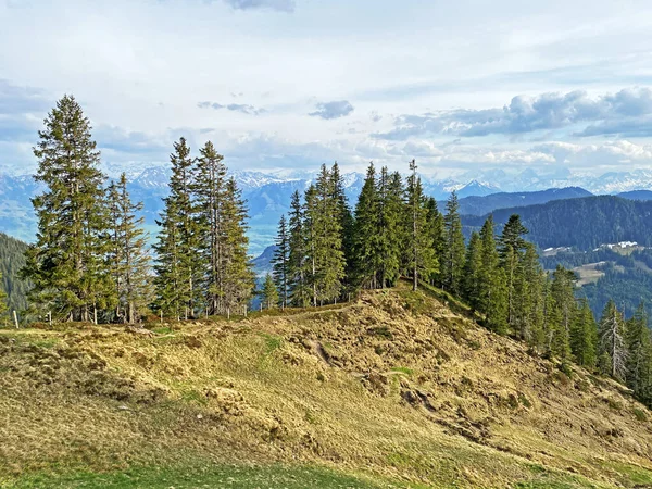 Evergreen Bos Naaldbomen Hellingen Van Het Pilatus Massief Alpiene Dalen — Stockfoto