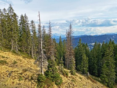 Evergreen ormanı veya kozalaklı ağaçlar Pilatus tepelerinin yamaçlarında ve dağ tepelerinin altındaki dağlık vadilerde, Alpnach - Obwalden Kantonu, İsviçre (Kanton Obwalden, Schweiz)
