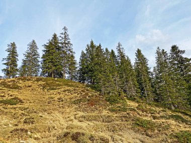 Evergreen ormanı veya kozalaklı ağaçlar Pilatus tepelerinin yamaçlarında ve dağ tepelerinin altındaki dağlık vadilerde, Alpnach - Obwalden Kantonu, İsviçre (Kanton Obwalden, Schweiz)
