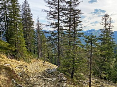 Evergreen ormanı veya kozalaklı ağaçlar Pilatus tepelerinin yamaçlarında ve dağ tepelerinin altındaki dağlık vadilerde, Alpnach - Obwalden Kantonu, İsviçre (Kanton Obwalden, Schweiz)