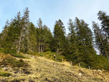 Evergreen ormanı veya kozalaklı ağaçlar Pilatus tepelerinin yamaçlarında ve dağ tepelerinin altındaki dağlık vadilerde, Alpnach - Obwalden Kantonu, İsviçre (Kanton Obwalden, Schweiz)