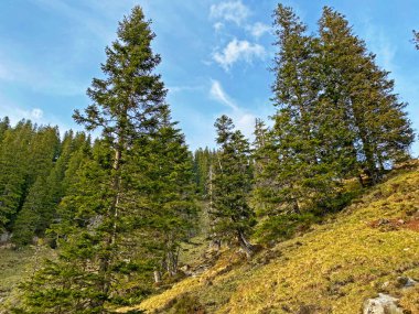 Evergreen ormanı veya kozalaklı ağaçlar Pilatus tepelerinin yamaçlarında ve dağ tepelerinin altındaki dağlık vadilerde, Alpnach - Obwalden Kantonu, İsviçre (Kanton Obwalden, Schweiz)