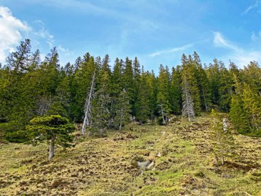 Evergreen ormanı veya kozalaklı ağaçlar Pilatus tepelerinin yamaçlarında ve dağ tepelerinin altındaki dağlık vadilerde, Alpnach - Obwalden Kantonu, İsviçre (Kanton Obwalden, Schweiz)