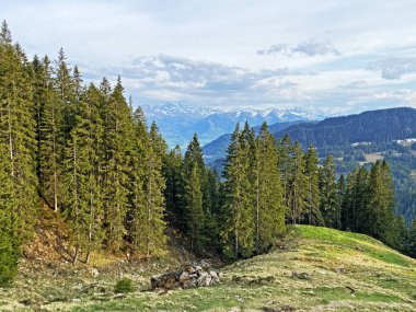 Evergreen ormanı veya kozalaklı ağaçlar Pilatus tepelerinin yamaçlarında ve dağ tepelerinin altındaki dağlık vadilerde, Alpnach - Obwalden Kantonu, İsviçre (Kanton Obwalden, Schweiz)