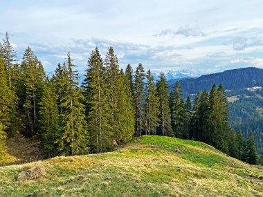 Evergreen ormanı veya kozalaklı ağaçlar Pilatus tepelerinin yamaçlarında ve dağ tepelerinin altındaki dağlık vadilerde, Alpnach - Obwalden Kantonu, İsviçre (Kanton Obwalden, Schweiz)