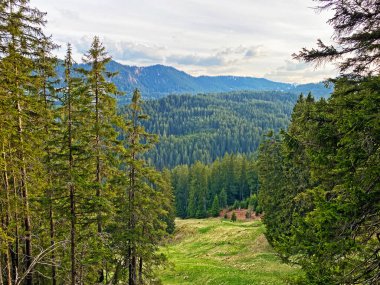 Evergreen ormanı veya kozalaklı ağaçlar Pilatus tepelerinin yamaçlarında ve dağ tepelerinin altındaki dağlık vadilerde, Alpnach - Obwalden Kantonu, İsviçre (Kanton Obwalden, Schweiz)