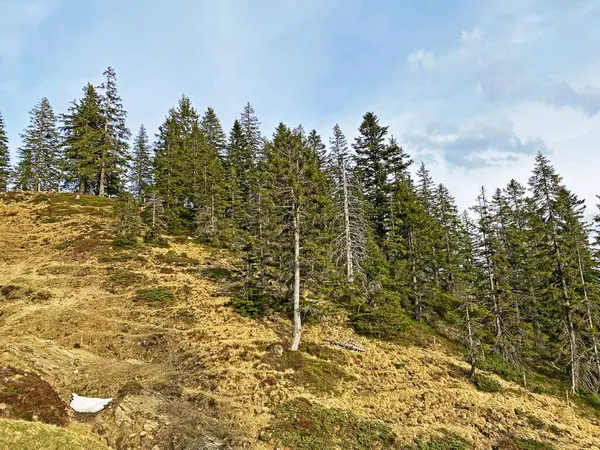 Вечнозеленые Леса Хвойные Деревья Склонах Массива Пилатус Альпийских Долинах Горными — стоковое фото