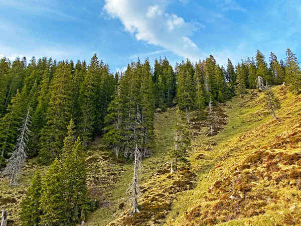 Evergreen Ormanı Veya Kozalaklı Ağaçlar Pilatus Tepelerinin Yamaçlarında Dağ Tepelerinin — Stok fotoğraf