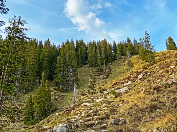 Evergreen Ormanı Veya Kozalaklı Ağaçlar Pilatus Tepelerinin Yamaçlarında Dağ Tepelerinin — Stok fotoğraf