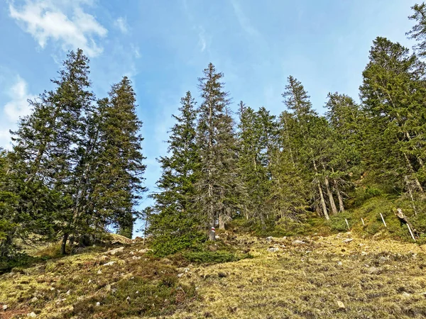 Immergrüne Wälder Oder Nadelbäume Den Hängen Des Pilatus Massivs Und — Stockfoto