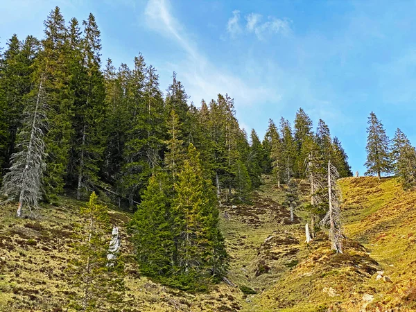 Las Evergreen Lub Drzewa Iglaste Zboczach Masywu Pilatus Dolinach Alpejskich — Zdjęcie stockowe