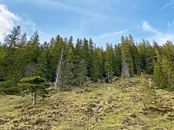 Örökzöld Erdő Vagy Tűlevelű Fák Pilátus Hegység Lejtőin Alpesi Völgyekben — Stock Fotó