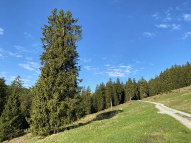 Yürürken, yürürken, spor yaparken ve dinlenirken dağların eteklerindeki dağlık vadilerde, Alpnach - Obwalden Kantonu, İsviçre (Kanton Obwalden, Schweiz)