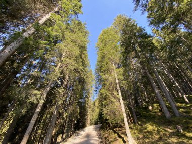 Yürürken, yürürken, spor yaparken ve dinlenirken dağların eteklerindeki dağlık vadilerde, Alpnach - Obwalden Kantonu, İsviçre (Kanton Obwalden, Schweiz)