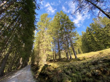 Yürürken, yürürken, spor yaparken ve dinlenirken dağların eteklerindeki dağlık vadilerde, Alpnach - Obwalden Kantonu, İsviçre (Kanton Obwalden, Schweiz)