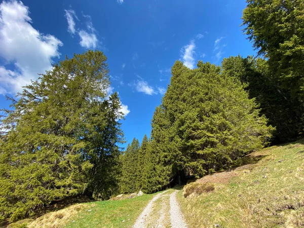 Trails for walking, hiking, sports and recreation on the slopes of the Pilatus massif and in the alpine valleys at the foot of the mountain, Alpnach - Canton of Obwalden, Switzerland (Kanton Obwalden, Schweiz)