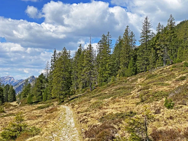 ピラタス山脈の斜面や山のふもとの高山渓谷を歩く ハイキング スポーツ レクリエーションのためのトレイル Alpnach オバルデンのカントン スイス カントンObwalden スイス — ストック写真