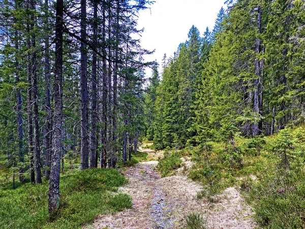 Trails Walking Hiking Sports Recreation Slopes Pilatus Massif Alpine Valleys — Stock Photo, Image