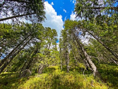 Gökyüzü ve güneş, Alpnach - Obwalden Kantonu, İsviçre (Kanton Obwalden, Schweiz)