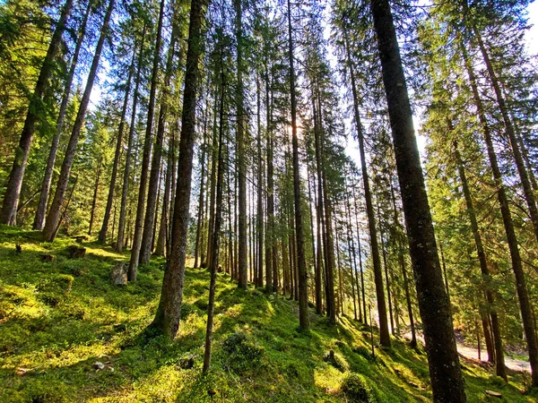 스위스 프로방스 필라투스 산맥의 경사지에 지대의 나무들 사이로 태양을 내려다볼 — 스톡 사진