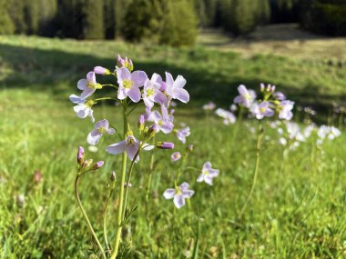 Pilatus dağlarının yamaçlarında ve Emmental Alplerde, Alpnach - Obwalden Kantonu, İsviçre (Kanton Obwalden, Schweiz)