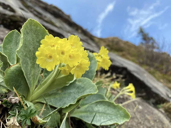 Horská Skluzavka Primula Auricula Auricula Medvědí Ucho Die Aurikel Oder — Stock fotografie