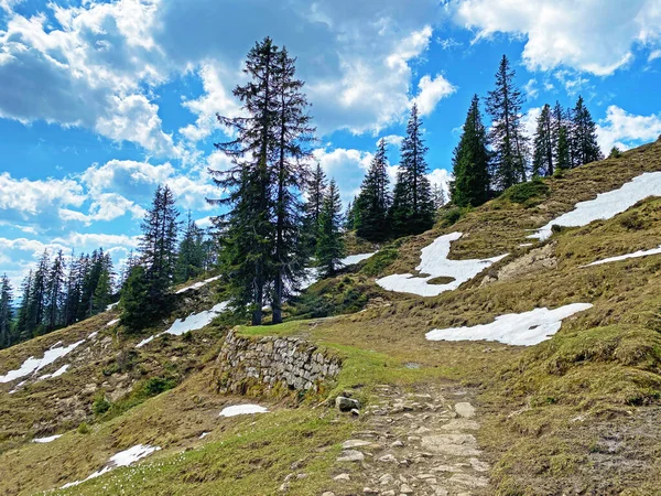 Atmosphère Printanière Précoce Avec Les Derniers Vestiges Hiver Neige Sur — Photo