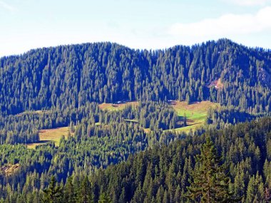 Evergreen ormanı veya kozalaklı ağaçlar Pilatus 'un yamaçlarında ve dağ zirvelerinin altındaki dağlık vadilerde, Alpnach - Obwalden Kantonu, İsviçre (Schweiz)