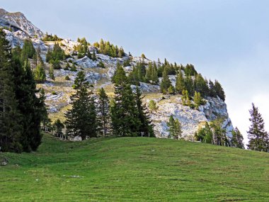 Evergreen ormanı veya kozalaklı ağaçlar Pilatus 'un yamaçlarında ve dağ zirvelerinin altındaki dağlık vadilerde, Alpnach - Obwalden Kantonu, İsviçre (Schweiz)
