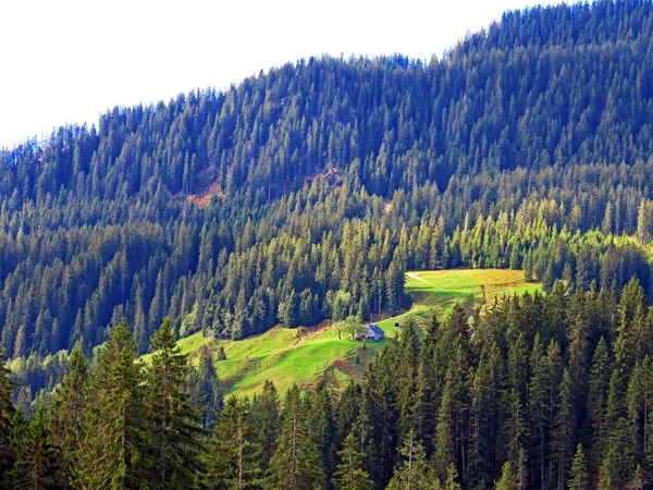 Las Evergreen Lub Drzewa Iglaste Zboczach Masywu Pilatus Dolinach Alpejskich — Zdjęcie stockowe