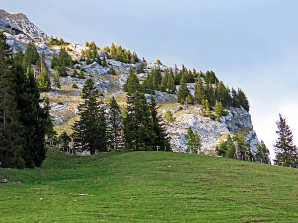Evergreen Bos Naaldbomen Hellingen Van Het Pilatus Massief Alpiene Valleien — Stockfoto