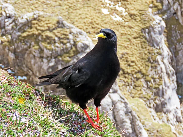 Alpské Těsto Pyrhocorax Graculus Žlutozelené Těsto Die Alpendohle Nebo Zutokljuna — Stock fotografie