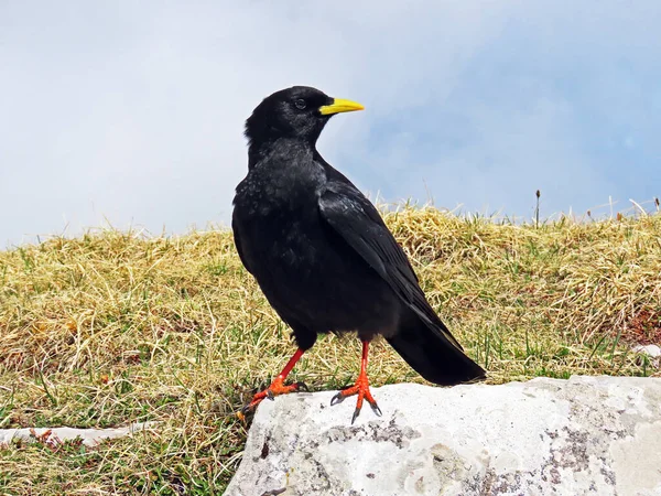 Massa Alpina Pyrrhocorax Graculus Massa Bico Amarelo Die Alpendohle Zutokljuna — Fotografia de Stock