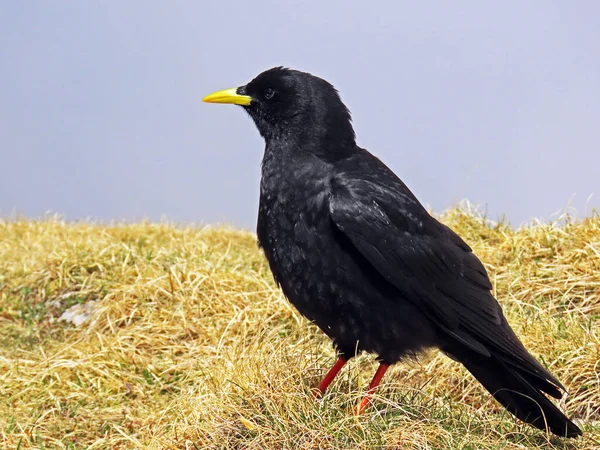 Batuk Alpen Pyrrhocorax Graculus Batuk Kuning Die Alpendohle Atau Zutokljuna — Stok Foto