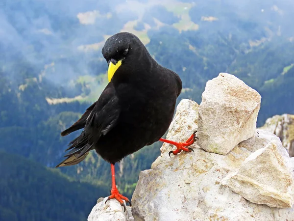 Massa Alpina Pyrrhocorax Graculus Massa Bico Amarelo Die Alpendohle Zutokljuna — Fotografia de Stock