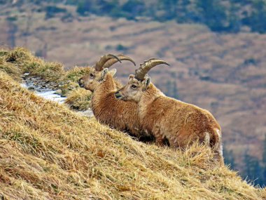 İsviçre Alpleri 'nin yüksek çayırlarında (Rupicapra rupicapra) ya da Die Alpengmse (Gams oder Gamswild), İsviçre' nin Obwalden Kantonu (Schweiz)