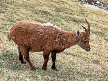 İsviçre Alpleri 'nin yüksek çayırlarında (Rupicapra rupicapra) ya da Die Alpengmse (Gams oder Gamswild), İsviçre' nin Obwalden Kantonu (Schweiz)