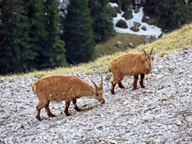 İsviçre Alpleri 'nin yüksek çayırlarında (Rupicapra rupicapra) ya da Die Alpengmse (Gams oder Gamswild), İsviçre' nin Obwalden Kantonu (Schweiz)