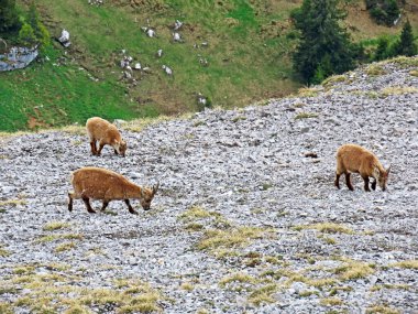 İsviçre Alpleri 'nin yüksek çayırlarında (Rupicapra rupicapra) ya da Die Alpengmse (Gams oder Gamswild), İsviçre' nin Obwalden Kantonu (Schweiz)