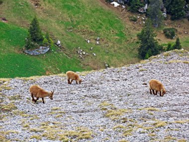 İsviçre Alpleri 'nin yüksek çayırlarında (Rupicapra rupicapra) ya da Die Alpengmse (Gams oder Gamswild), İsviçre' nin Obwalden Kantonu (Schweiz)