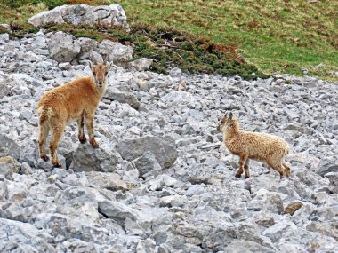 İsviçre Alpleri 'nin yüksek çayırlarında (Rupicapra rupicapra) ya da Die Alpengmse (Gams oder Gamswild), İsviçre' nin Obwalden Kantonu (Schweiz)