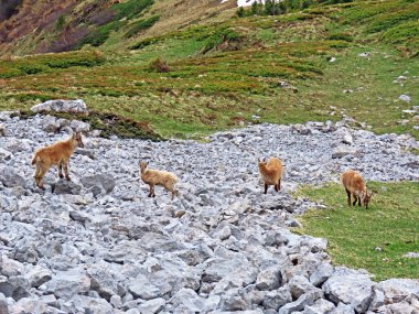 İsviçre Alpleri 'nin yüksek çayırlarında (Rupicapra rupicapra) ya da Die Alpengmse (Gams oder Gamswild), İsviçre' nin Obwalden Kantonu (Schweiz)