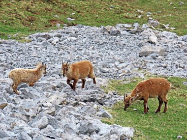 İsviçre Alpleri 'nin yüksek çayırlarında (Rupicapra rupicapra) ya da Die Alpengmse (Gams oder Gamswild), İsviçre' nin Obwalden Kantonu (Schweiz)