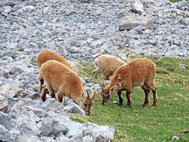 İsviçre Alpleri 'nin yüksek çayırlarında (Rupicapra rupicapra) ya da Die Alpengmse (Gams oder Gamswild), İsviçre' nin Obwalden Kantonu (Schweiz)