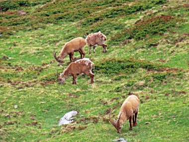 İsviçre Alpleri 'nin yüksek çayırlarında (Rupicapra rupicapra) ya da Die Alpengmse (Gams oder Gamswild), İsviçre' nin Obwalden Kantonu (Schweiz)
