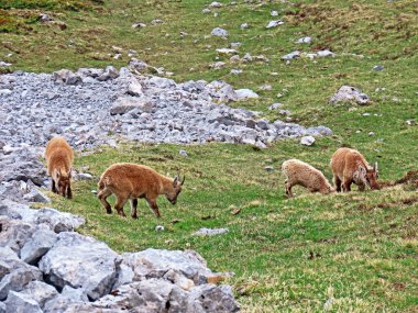 İsviçre Alpleri 'nin yüksek çayırlarında (Rupicapra rupicapra) ya da Die Alpengmse (Gams oder Gamswild), İsviçre' nin Obwalden Kantonu (Schweiz)