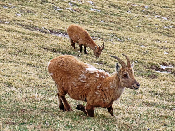 İsviçre Alpleri 'nin yüksek çayırlarında (Rupicapra rupicapra) ya da Die Alpengmse (Gams oder Gamswild), İsviçre' nin Obwalden Kantonu (Schweiz)