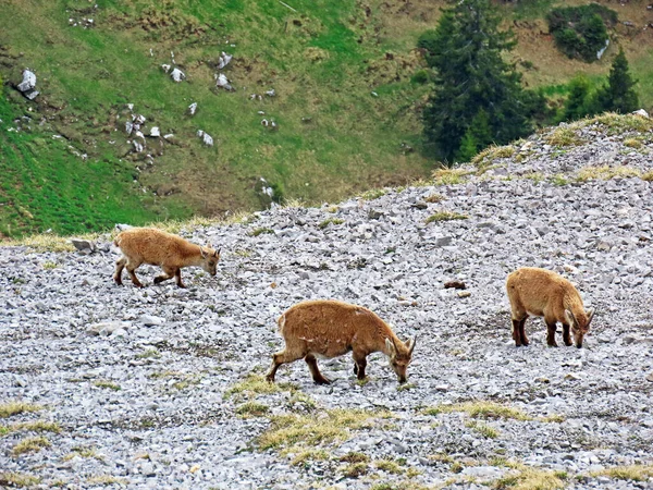 İsviçre Alpleri 'nin yüksek çayırlarında (Rupicapra rupicapra) ya da Die Alpengmse (Gams oder Gamswild), İsviçre' nin Obwalden Kantonu (Schweiz)